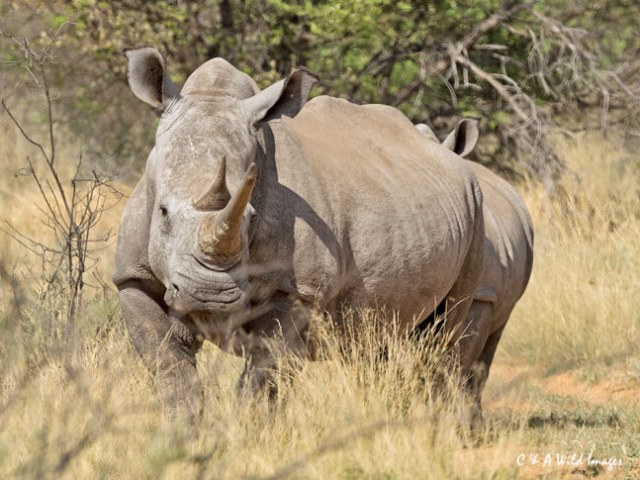 White rhinoceros and Calf