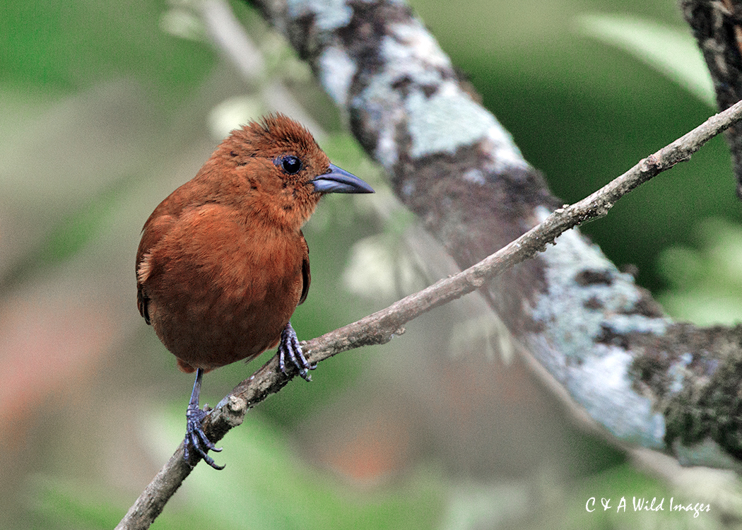 White-lined Tanager
