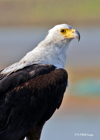 African fish Eagle