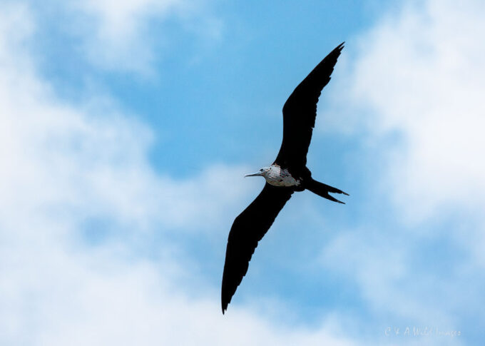 Magnificent Frigatebird