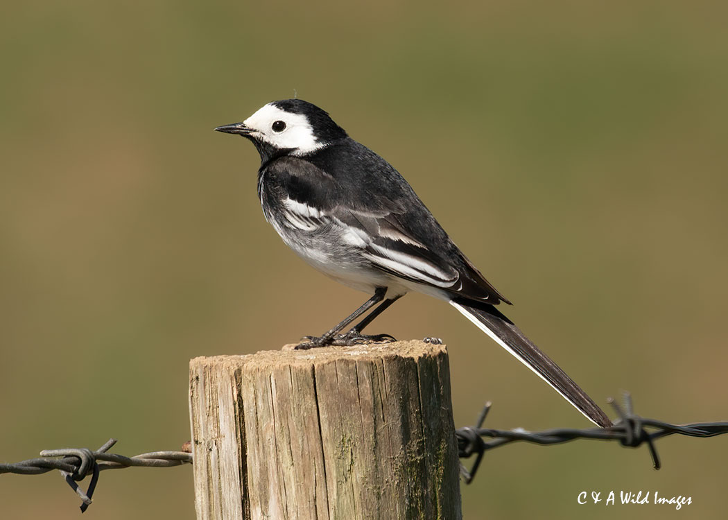 Pied Wagtail