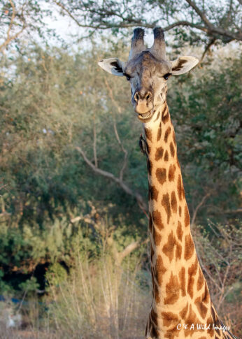 Thornicrofts giraffe