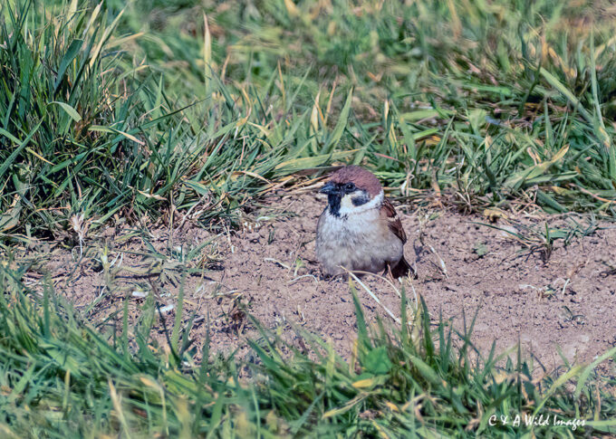 Tree Sparrow