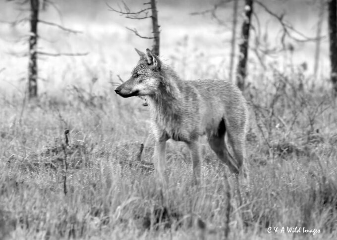 Wolf in the midnight hour