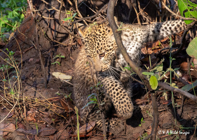 Leopard Cub in South Luangwa NP