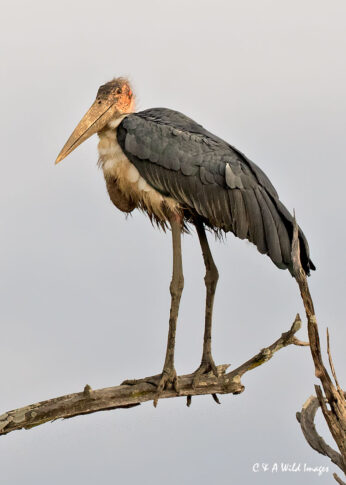 Marabou Stork