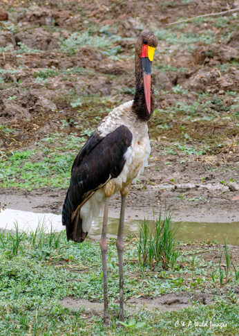Saddle-billed Stork