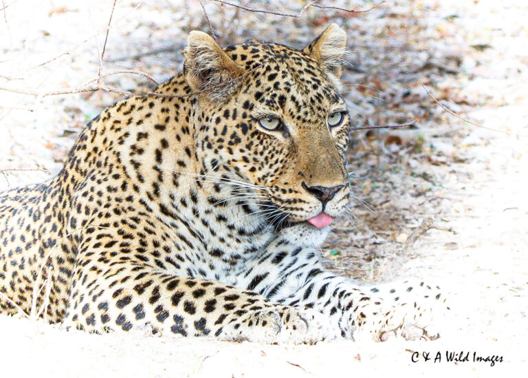 South Luangwa's Lucy the Leopardesses