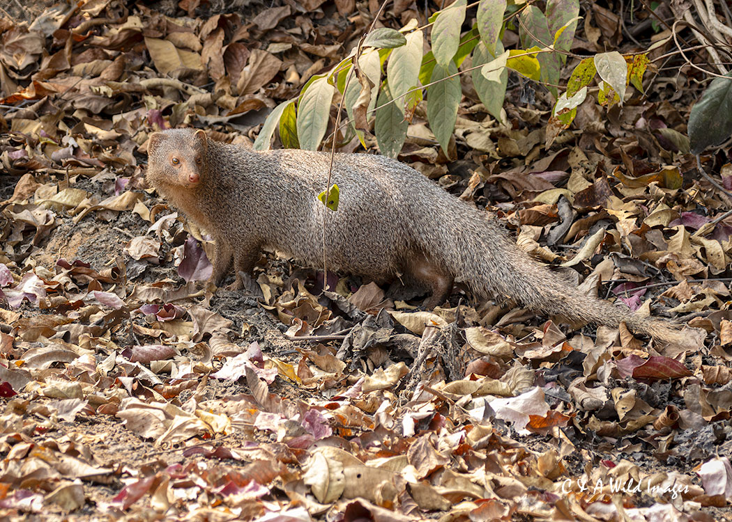 Asian Grey Mongoose