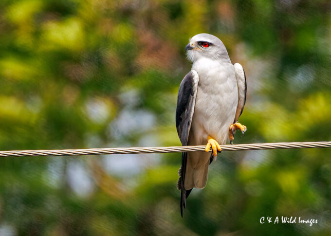 Black-winged Kite