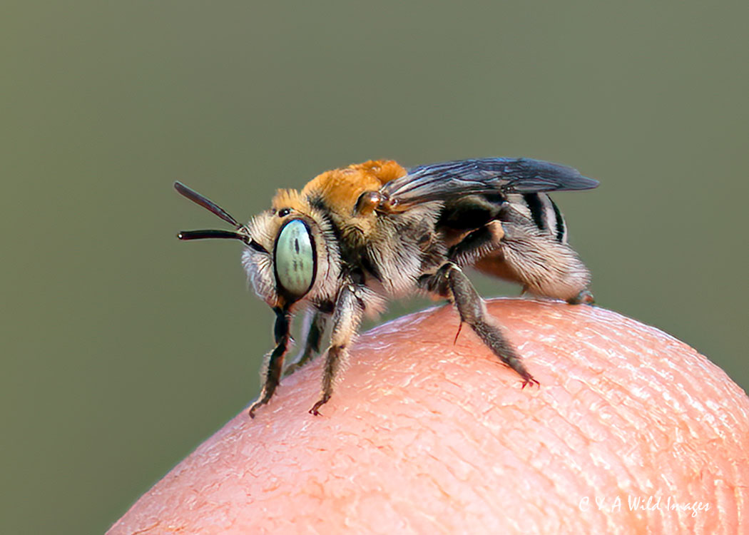 Blue-Banded Bee