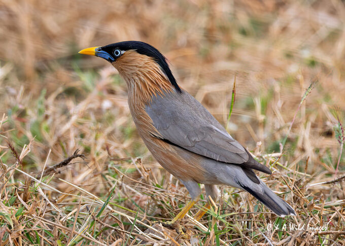 Brahminy Starling