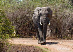 Bull Elephant