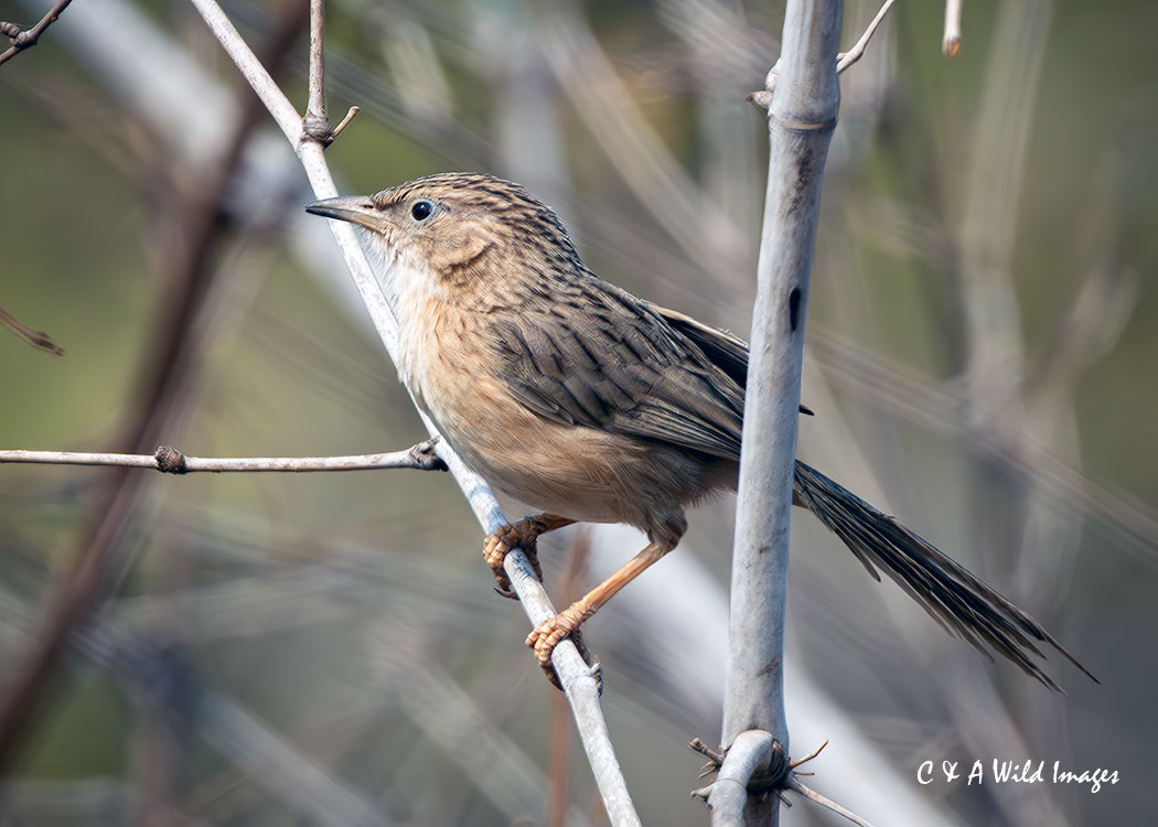 Common Babbler