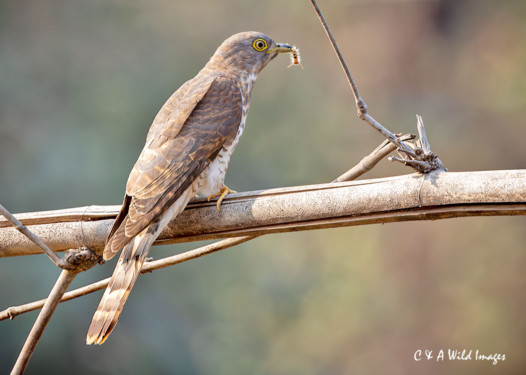 Common Cuckoo-Hawk with caterpillar