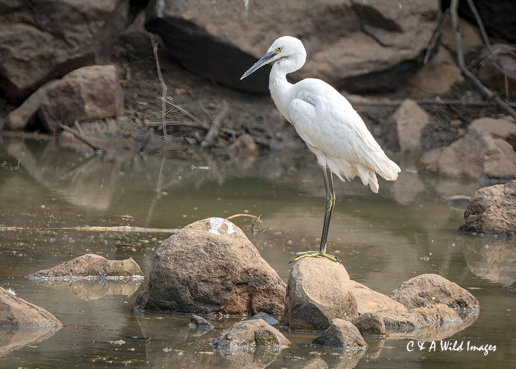 Little Egret