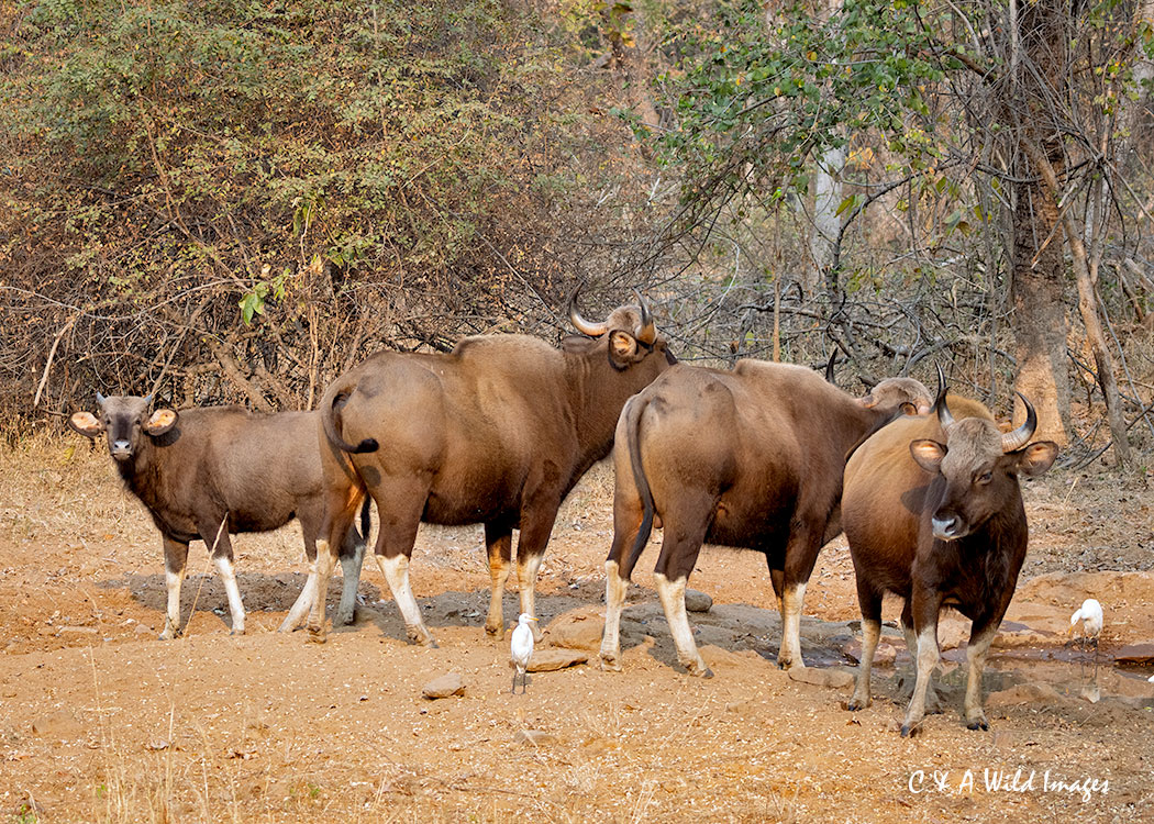 The gaur or Indian bison, the world’s largest living bovid