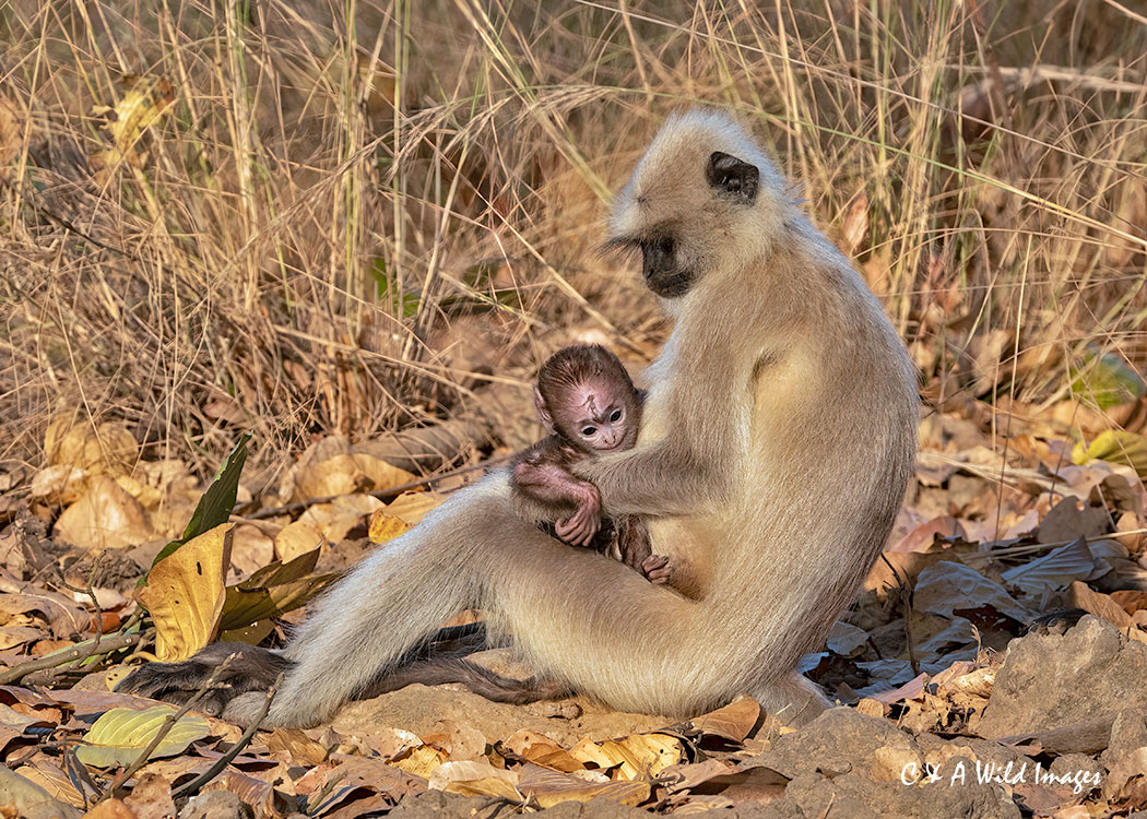 Gray Langur