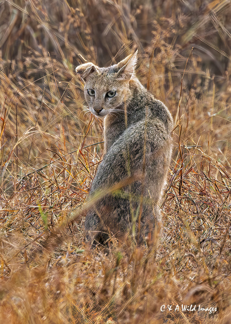 Jungle or Marsh Cat