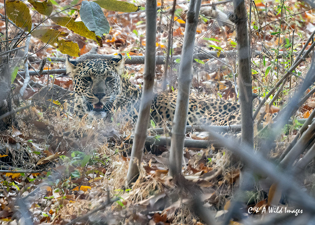 Leopard Cub