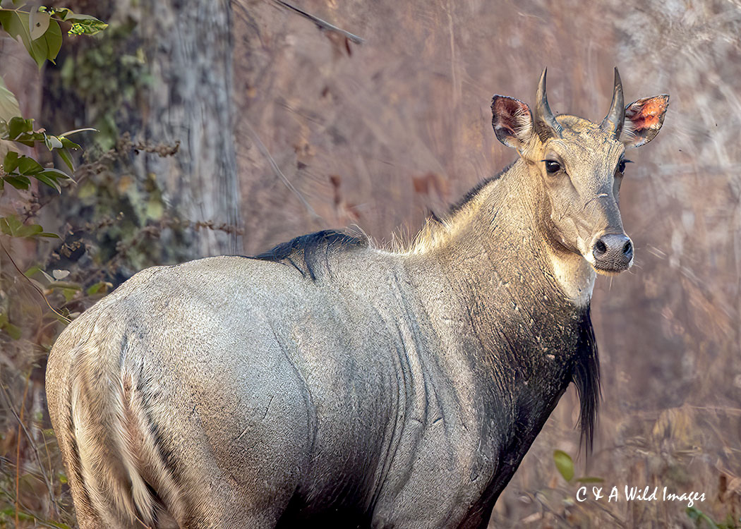 Nilgai