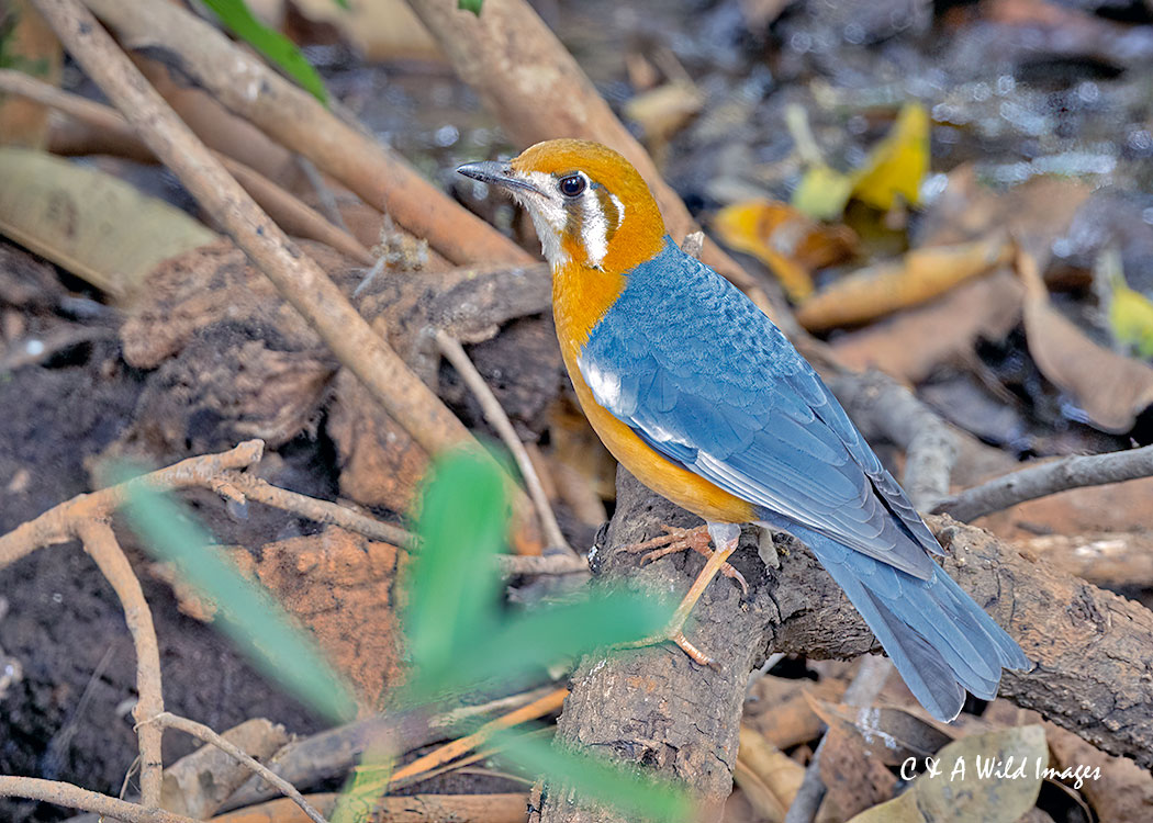 Orange-headed Thrush