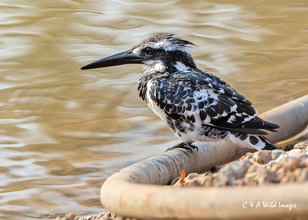 Pied Kingfisher in Tadoba Tiger reserve