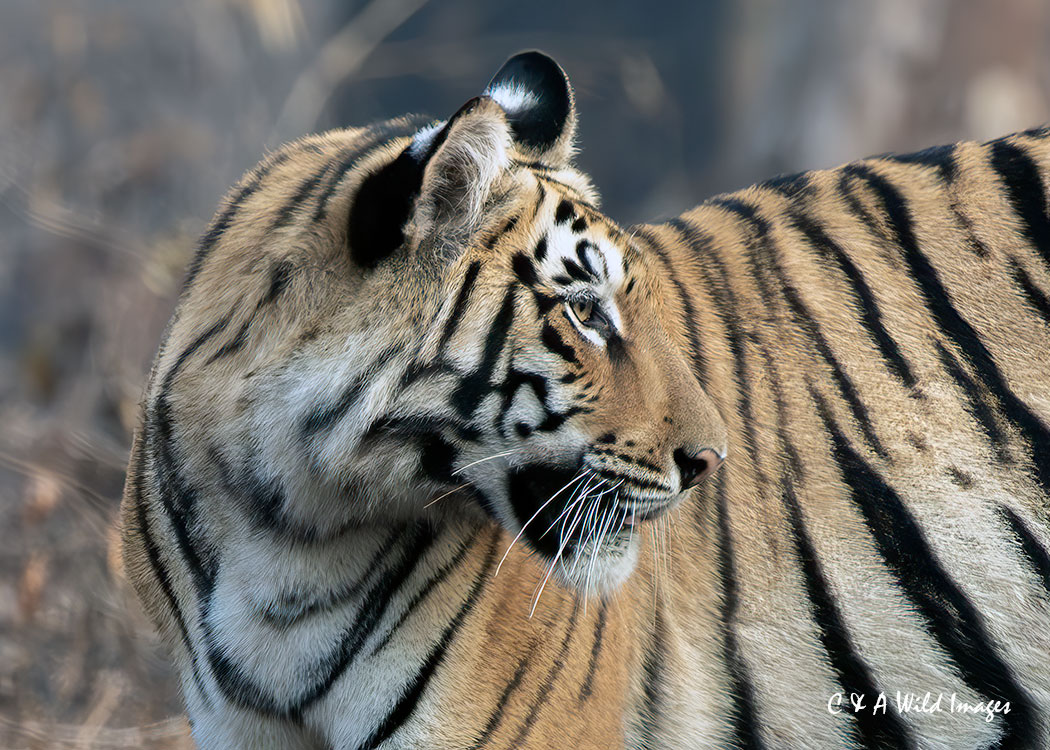 Tadoba sub adult Tiger profile
