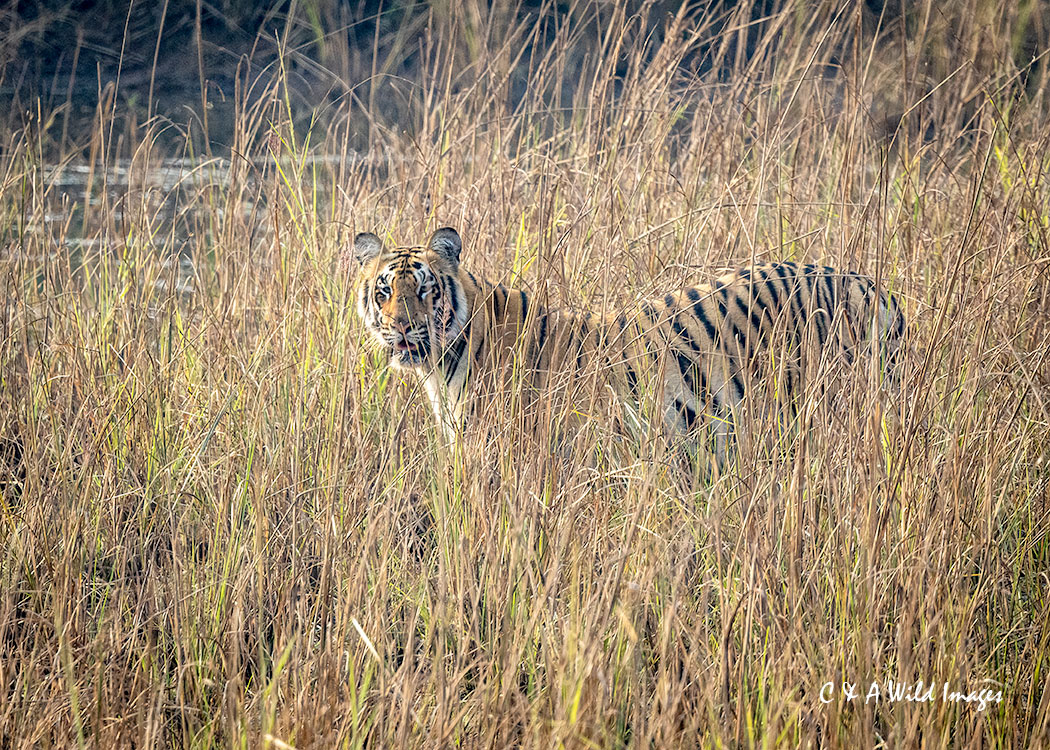 Tiger Sub-Adult stalking in the reed beds