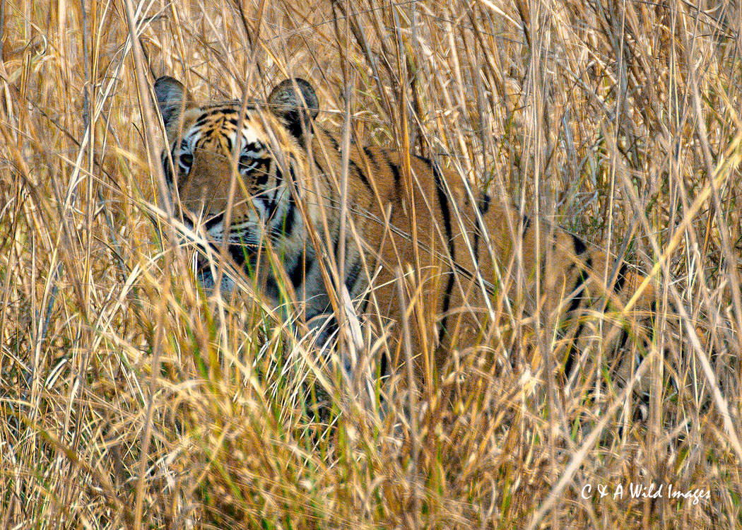 Tadoba Tiger in Hunting Mode