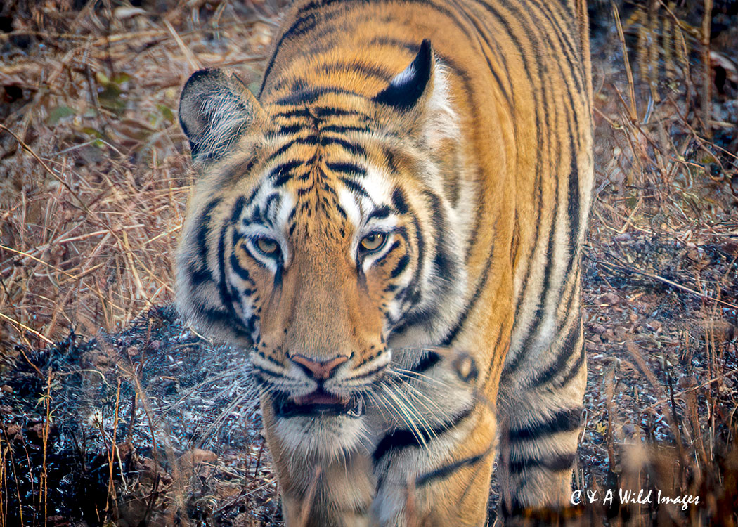 Sub-Adult Tiger in Tadoba tiger reserve