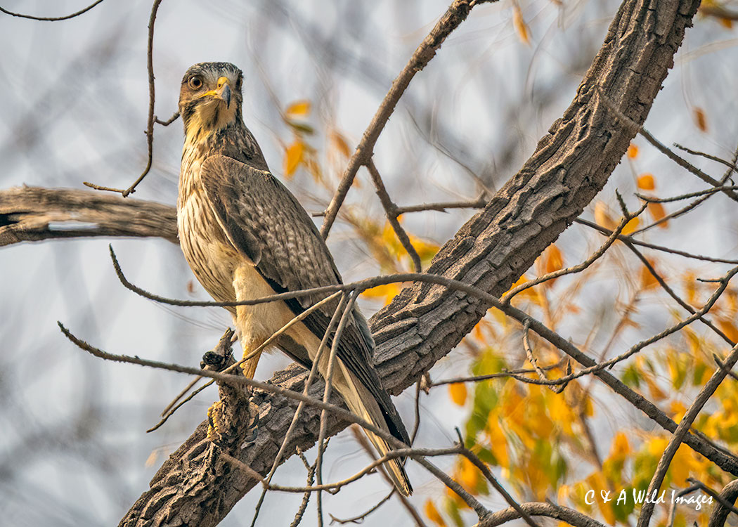 White-eyed buzzard