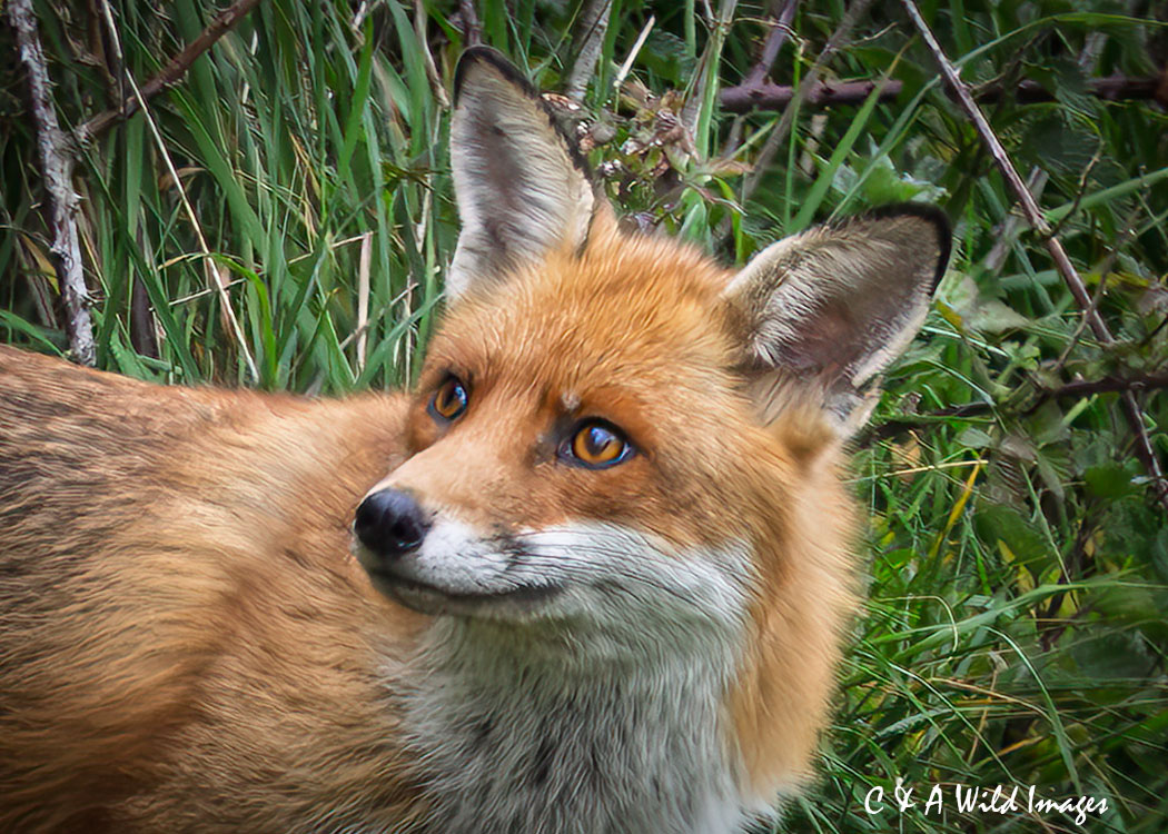 Vixen taken on Werst Winch Common