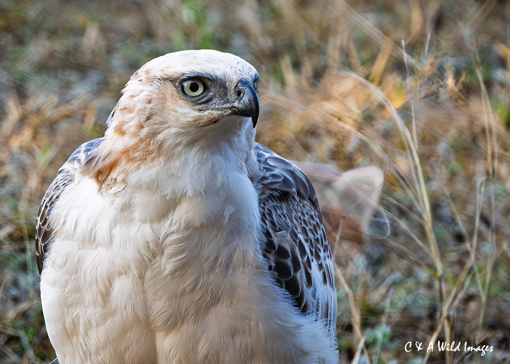Changeable-Hawk Eagle feeding on a carcass in Kanha NP