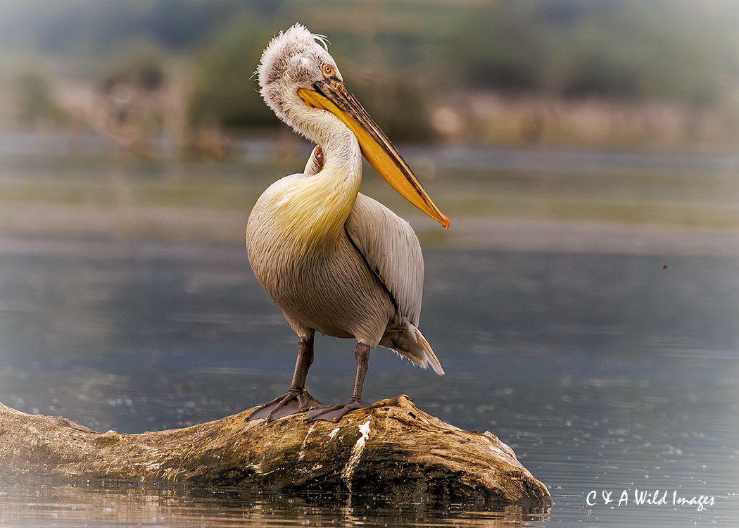 Great White Pelican at Lake Kerkini in northern Greece.