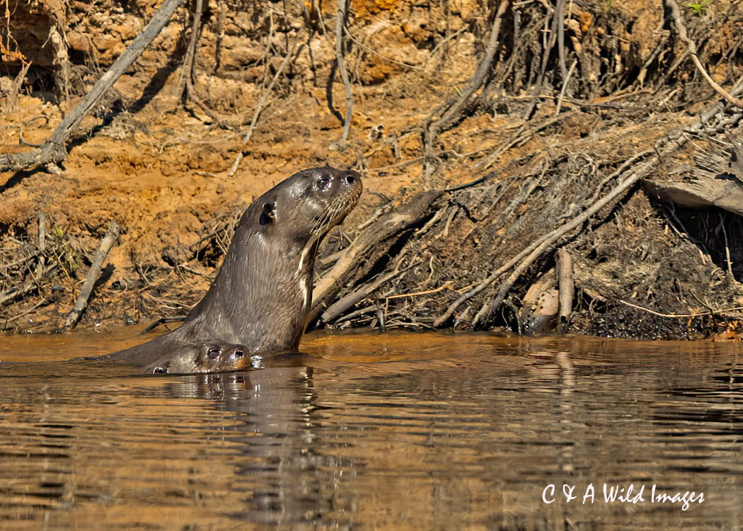 Giant Otters in the Pantanal