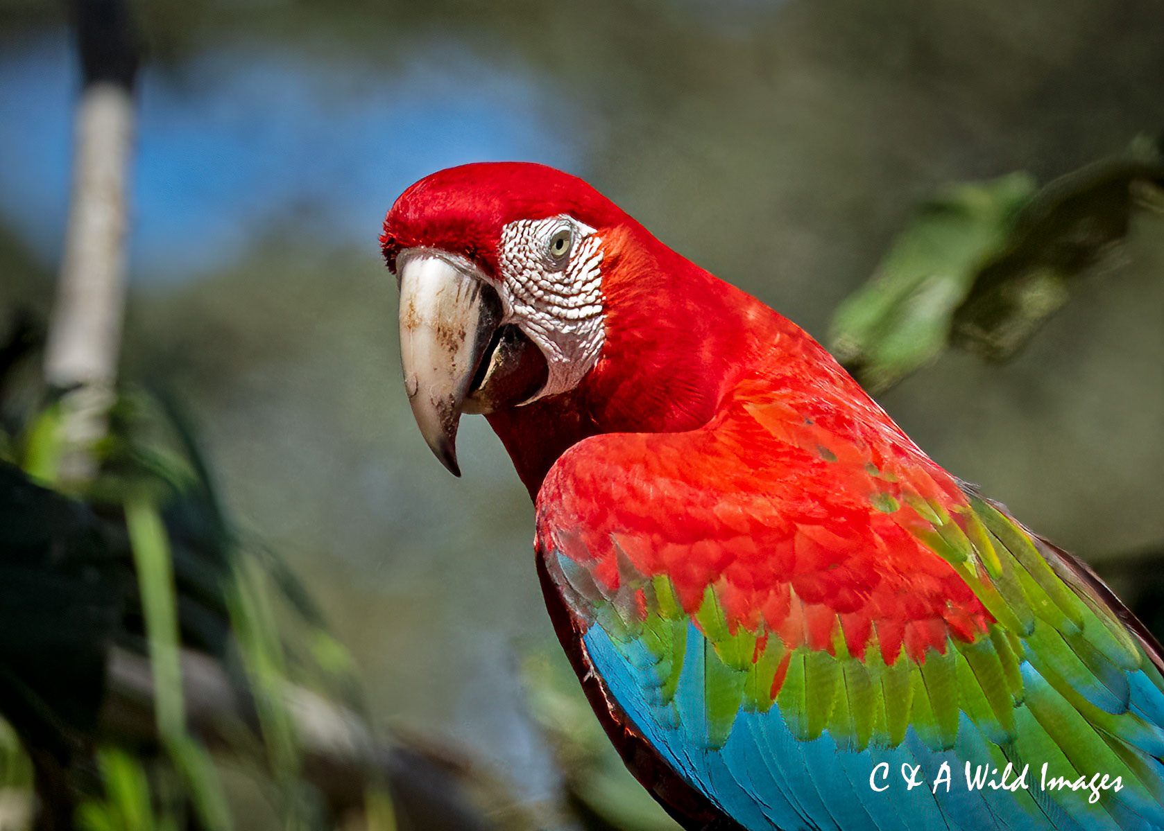 Red-and-Green-Macaw, Pantanal