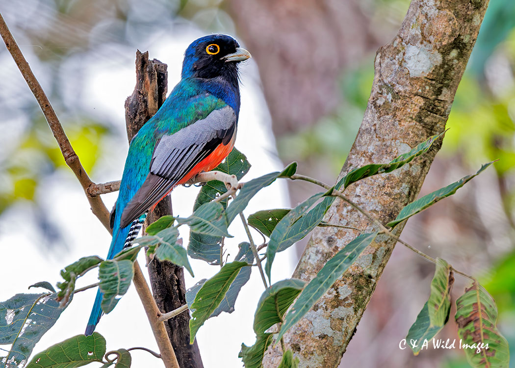 Male Blue-crowned Trogon