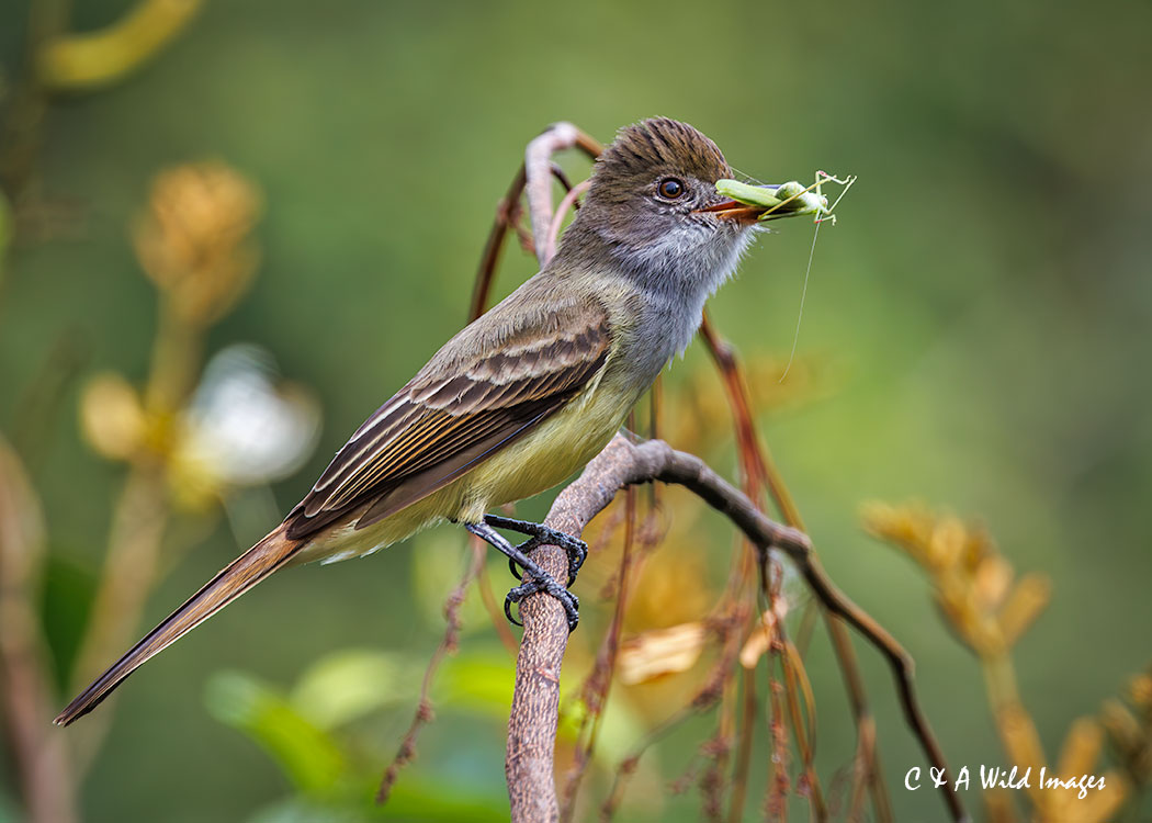 Brown-crested Flycatcher
