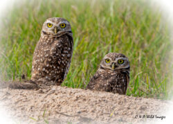 Pair of Burrowing Owls