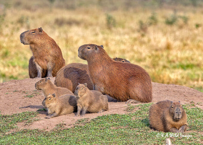 Capybara Family