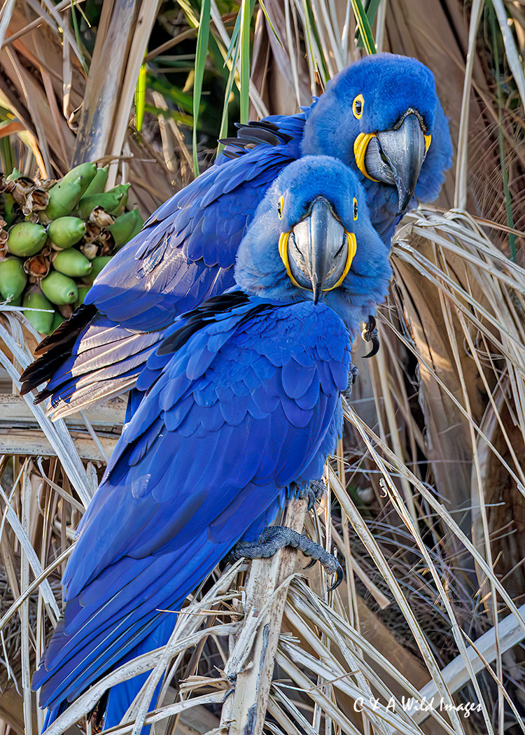 Pair of Hyacinth-Macaw