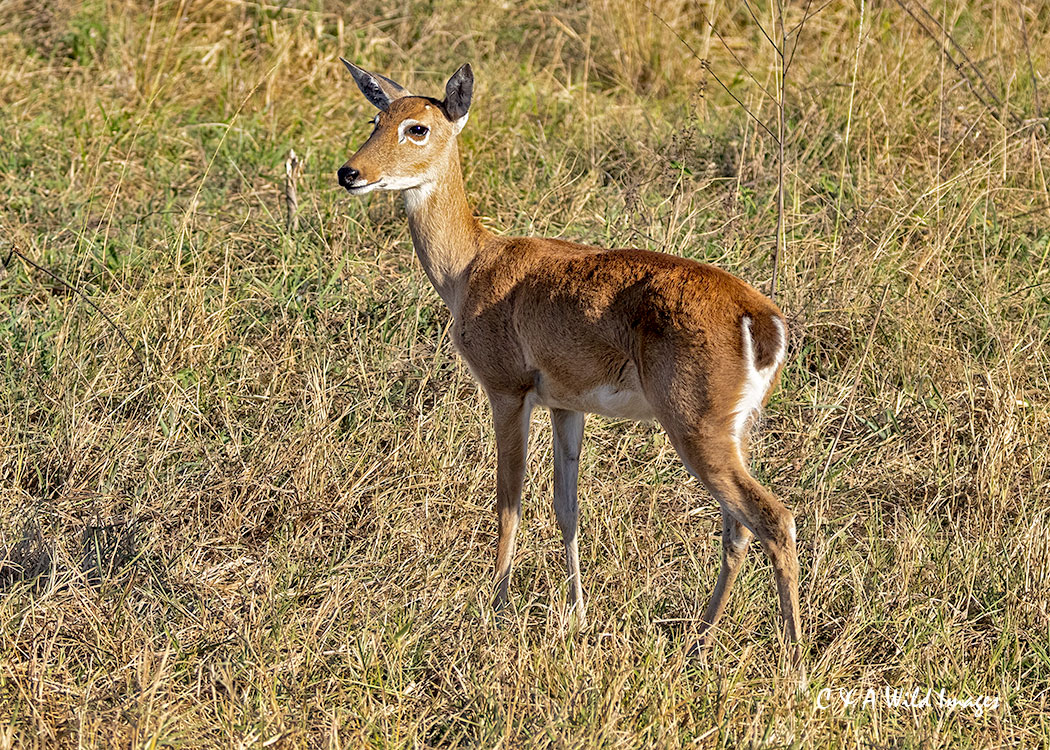 Pampas deer_female
