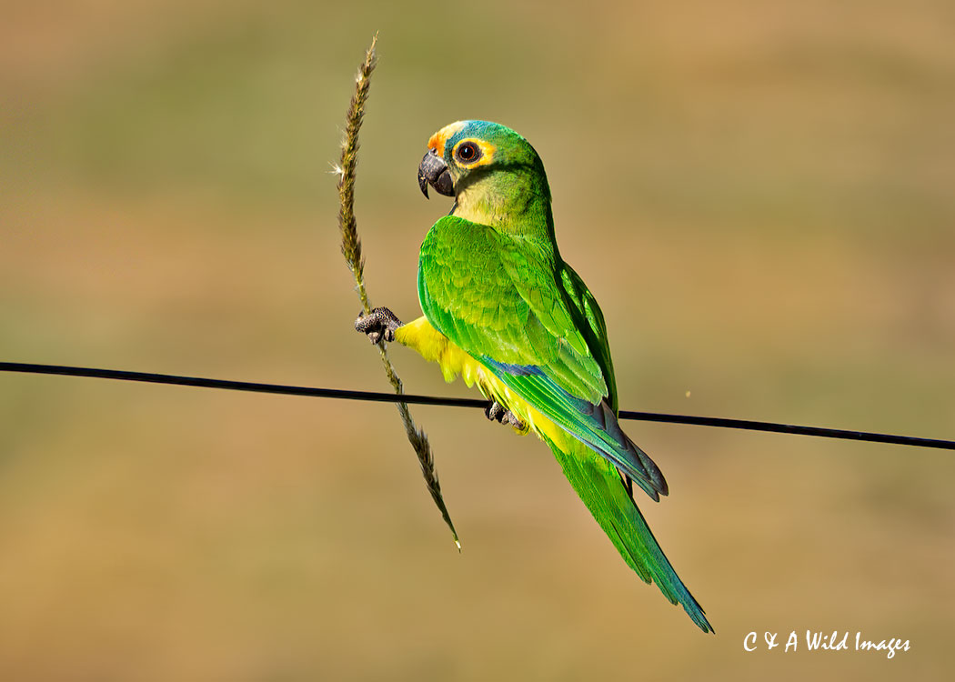 Peach-fronted Parakeet