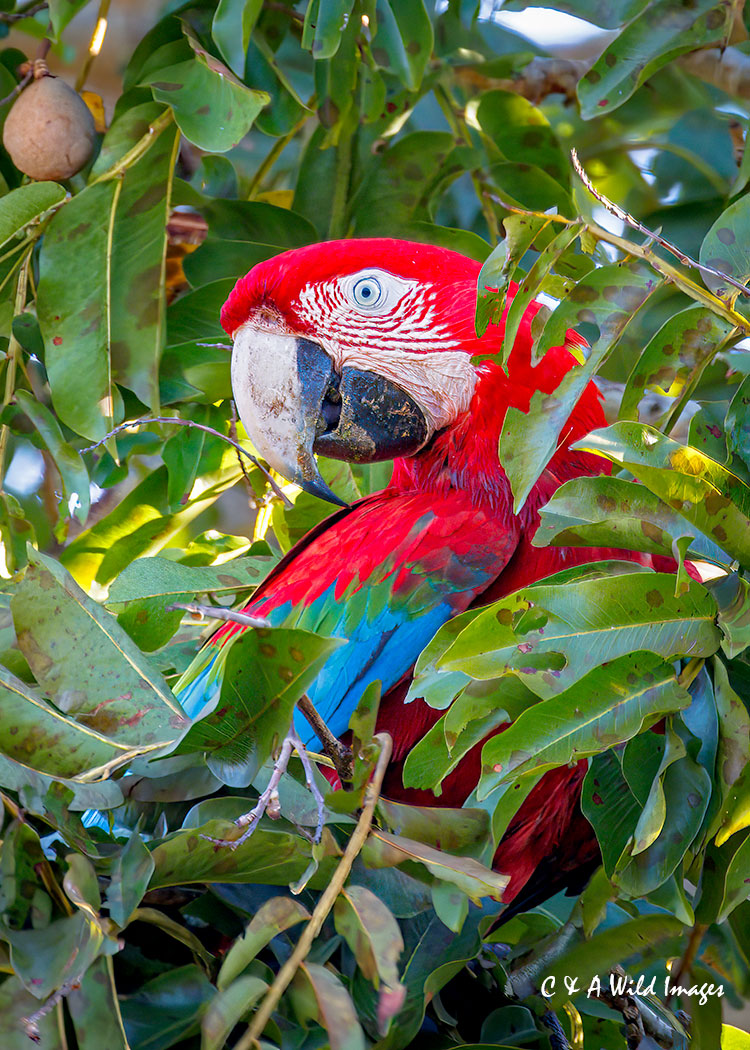 Red-and-Green-Macaw, Pantanal