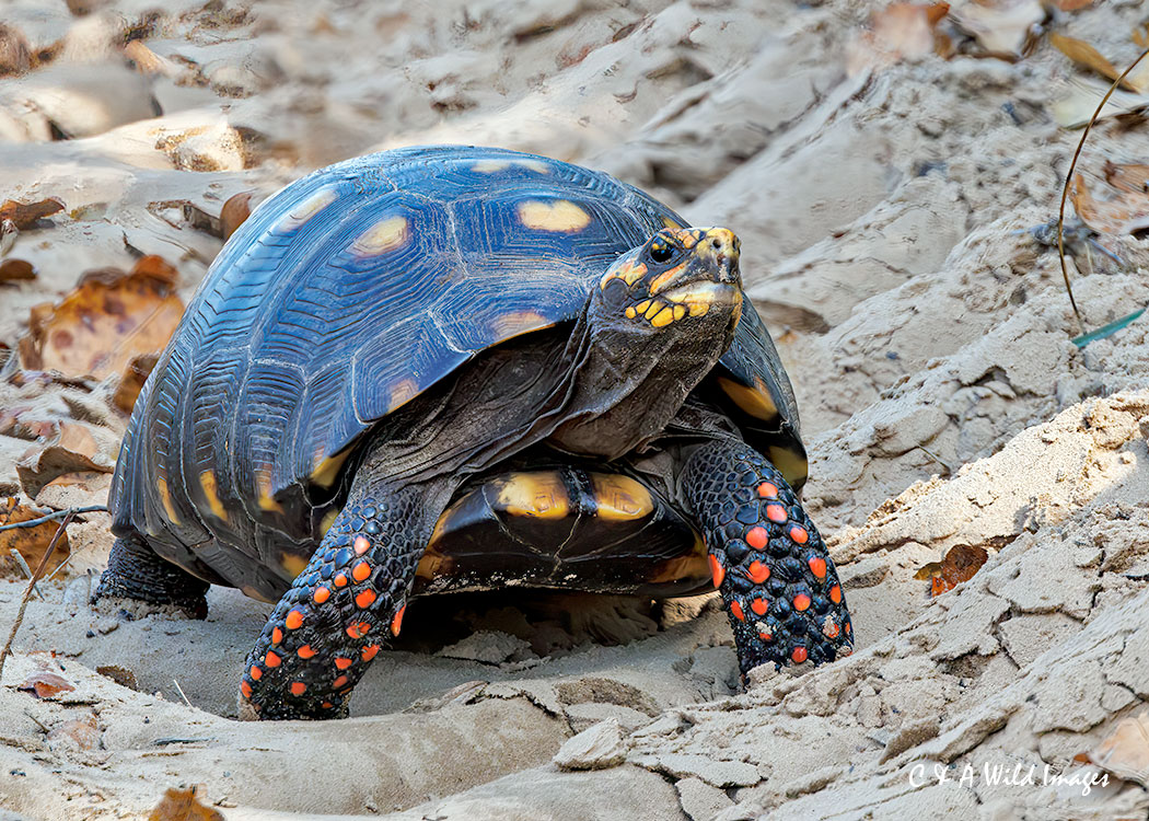 Red-legged-Tortoise