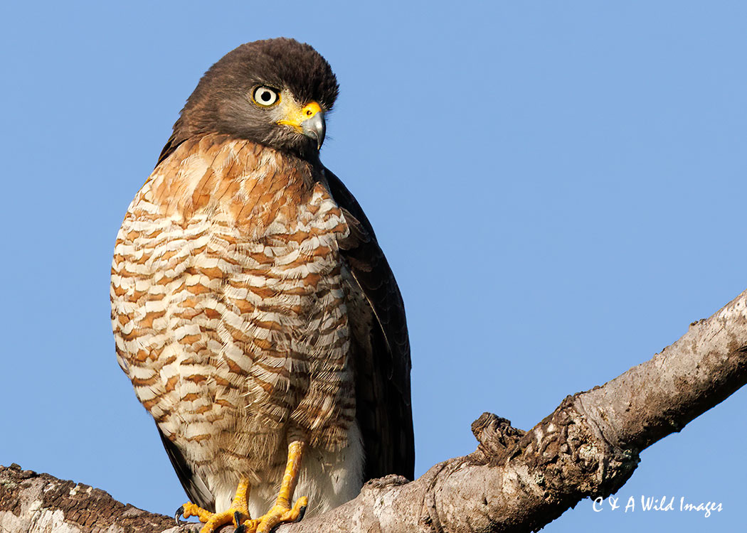 Roadside Hawk