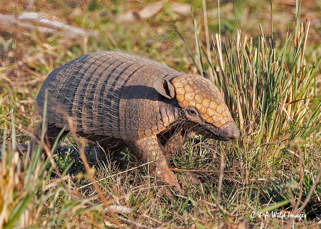 Six-banded-armadillo