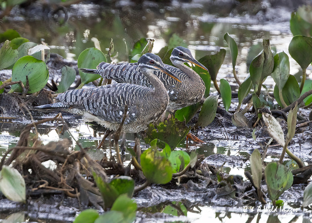 Pair of Sunbittern