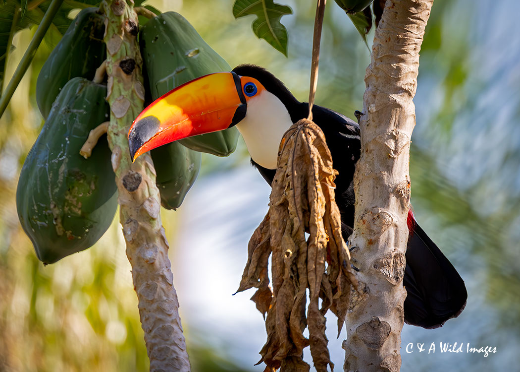 Toco-toucan